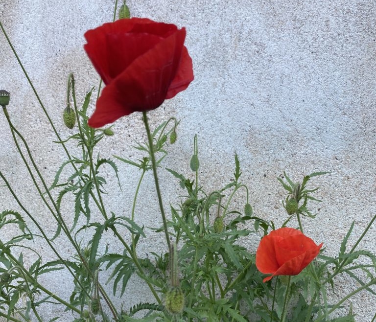 Le printemps du Wutao®